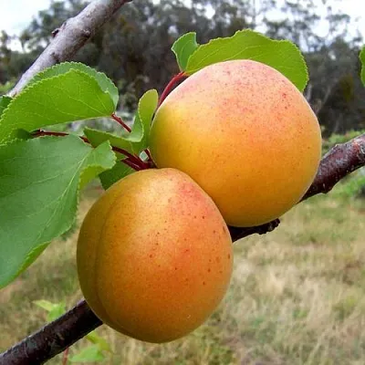 Абрикос ОРЛОВЧАНИН  Абрикос ОРЛОВЧАНИН в Улан-Удэ