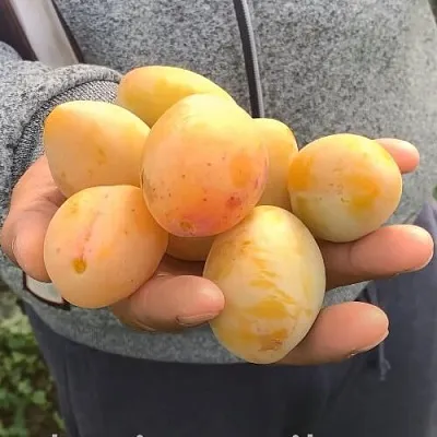 Слива ЯХОНТОВАЯ  Слива ЯХОНТОВАЯ в Улан-Удэ