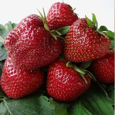 Клубника НАБИЛА  Клубника НАБИЛА в Улан-Удэ