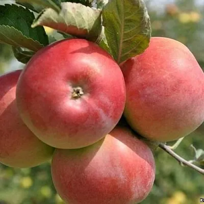 Яблоня ВЭМ-РОЗОВЫЙ  Яблоня ВЭМ-РОЗОВЫЙ в Улан-Удэ