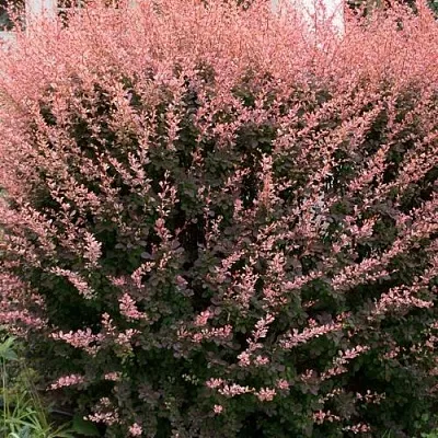 Барбарис РОУЗ ГЛОУ тунберга  Барбарис РОУЗ ГЛОУ тунберга в Улан-Удэ