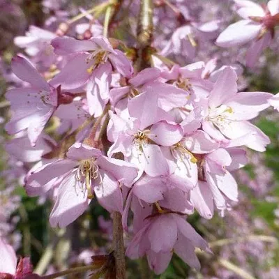 Сакура ПЕНДУЛА РУБРА в Улан-Удэ