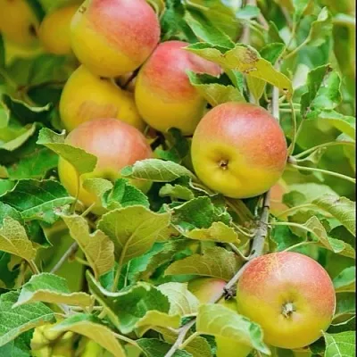 Яблоня ПАМЯТЬ БЛЫНСКОГО колонновидная в Улан-Удэ