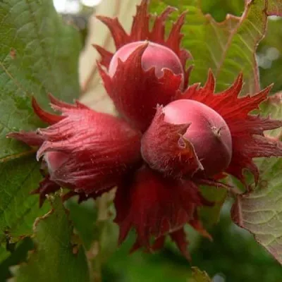 Фундук МОСКОВСКИЙ РУБИН  Фундук МОСКОВСКИЙ РУБИН в Улан-Удэ