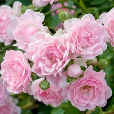 Саженцы роз ЗЕ ФЕЙРИ почвопокровная  Саженцы роз ЗЕ ФЕЙРИ почвопокровная в Улан-Удэ