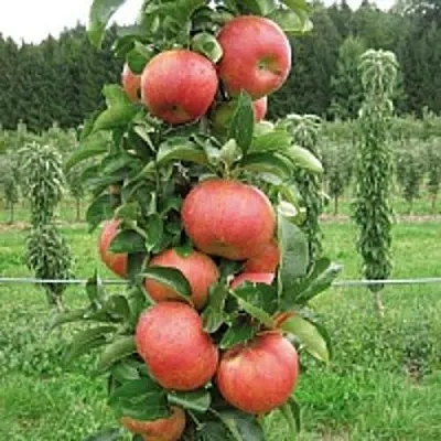 Яблоня ЯНТАРНОЕ ОЖЕРЕЛЬЕ колонновидная  Яблоня ЯНТАРНОЕ ОЖЕРЕЛЬЕ колонновидная в Улан-Удэ