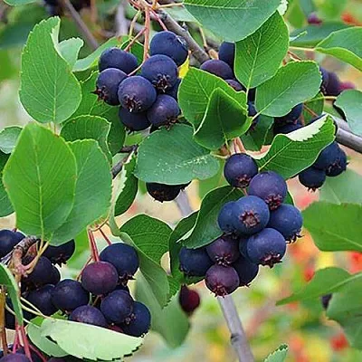 Ирга THIESSEN в Улан-Удэ