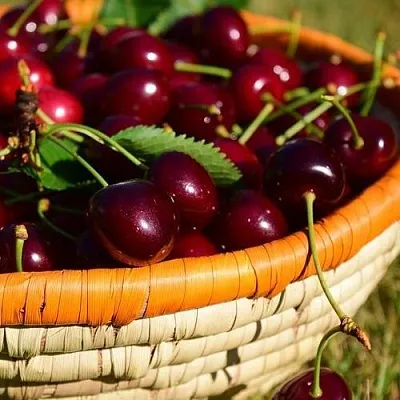 Вишня НЕСВИЖСКАЯ в Улан-Удэ