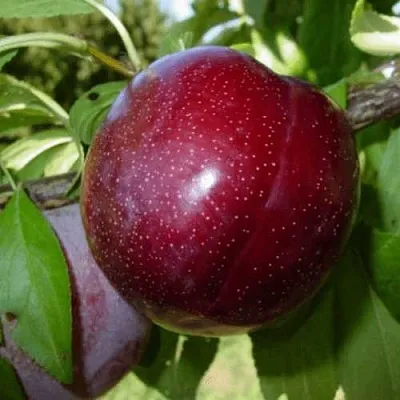 ШАРАФУГА  ШАРАФУГА в Улан-Удэ