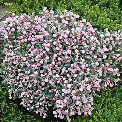 Андромеда БЛЮ АЙС многолистная  Андромеда БЛЮ АЙС многолистная в Улан-Удэ