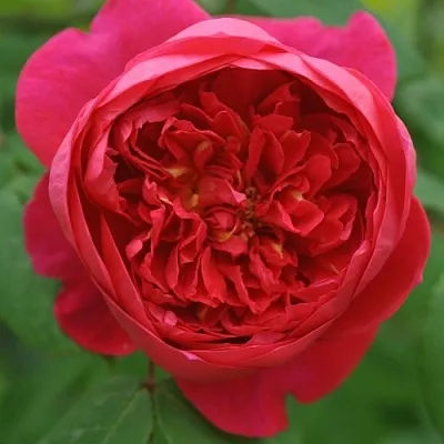 Саженцы роз БЕНДЖАМИН БРИТТЕН шраб  Саженцы роз БЕНДЖАМИН БРИТТЕН шраб в Улан-Удэ