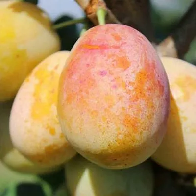 АПРИМИРА  АПРИМИРА в Улан-Удэ