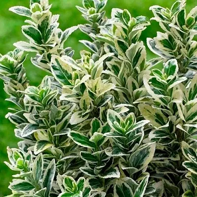 Бересклет  Бересклет в Улан-Удэ