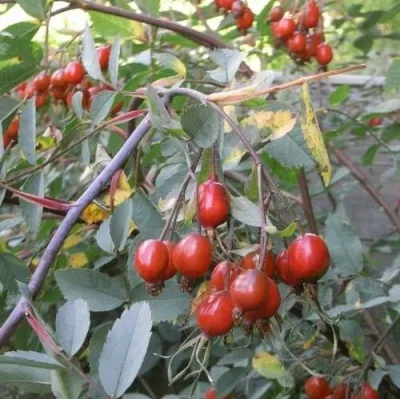 Саженцы роз сизая — описание сорта Саженцы роз сизая в Улан-Удэ