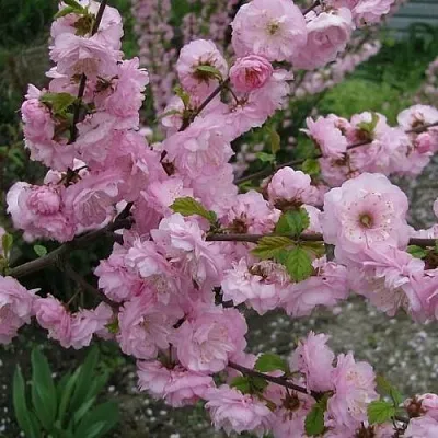 Миндаль ТРЁХЛОПАСТНЫЙ (луизеания)  Миндаль ТРЁХЛОПАСТНЫЙ (луизеания) в Улан-Удэ