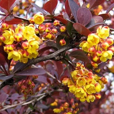 Барбарис СУПЕРБА оттавский   Барбарис СУПЕРБА оттавский  в Улан-Удэ