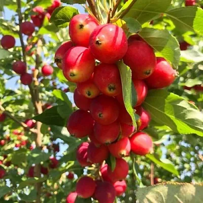 Яблоня КИТАЙКА ДОЛГО декоративная  Яблоня КИТАЙКА ДОЛГО декоративная в Улан-Удэ