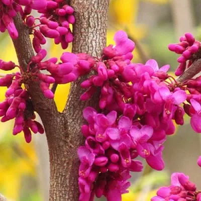 Церцис  Церцис в Улан-Удэ