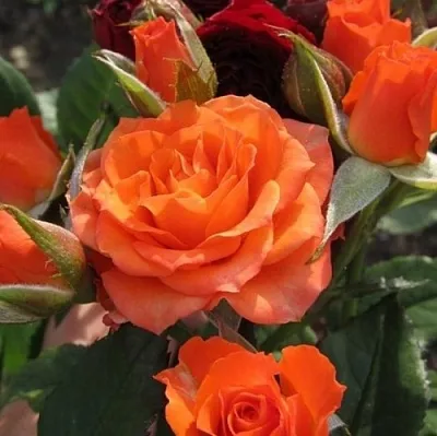 Саженцы роз АЛЕГРИЯ спрей  Саженцы роз АЛЕГРИЯ спрей в Улан-Удэ