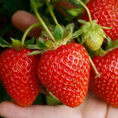 Клубника ПОРТОЛА ремонтантная  Клубника ПОРТОЛА ремонтантная в Улан-Удэ