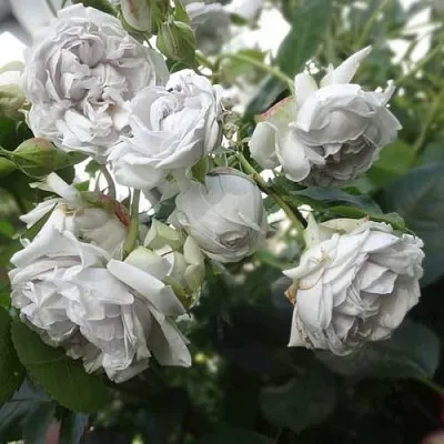 Саженцы роз ГРИЗЕЛИС шраб  Саженцы роз ГРИЗЕЛИС шраб в Улан-Удэ