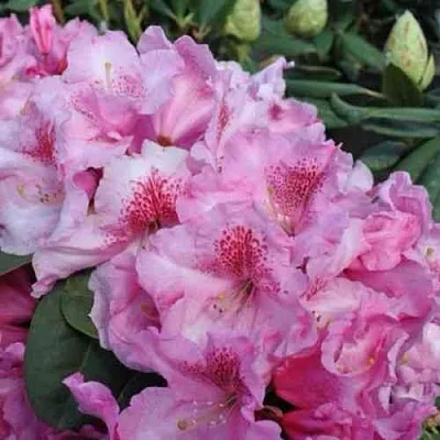 Рододендрон КЛАУДИУС в Улан-Удэ