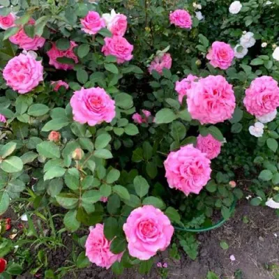 Саженцы роз ЭШЛИ чайно-гибридная — описание сорта Саженцы роз ЭШЛИ чайно-гибридная в Улан-Удэ