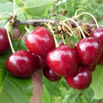 Вишня КОЛОННОВИДНАЯ в Улан-Удэ