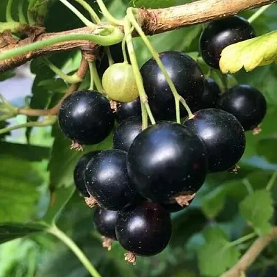 Смородина чёрная ДАБРАДЗЕЯ в Улан-Удэ