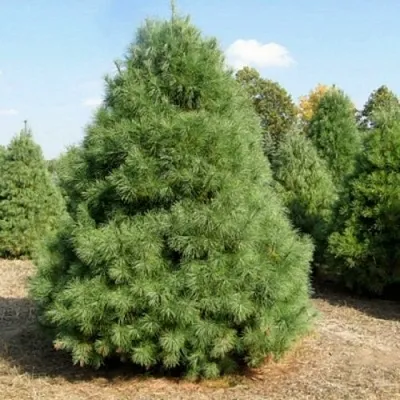 Сосна ВЕЙМУТОВА  Сосна ВЕЙМУТОВА в Улан-Удэ