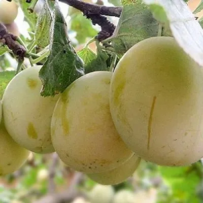 Слива УТРО  Слива УТРО в Улан-Удэ