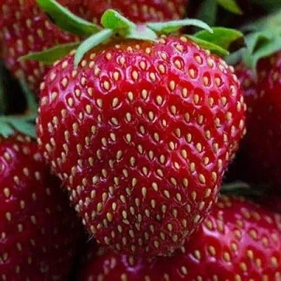 Клубника НАНДИ  Клубника НАНДИ в Улан-Удэ