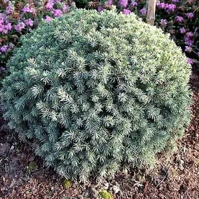 Ель ЭХИНИФОРМИС сизая  Ель ЭХИНИФОРМИС сизая в Улан-Удэ