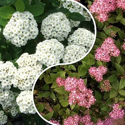 Комплект ТАЛАНТЛИВЫЙ САДОВОД в Улан-Удэ