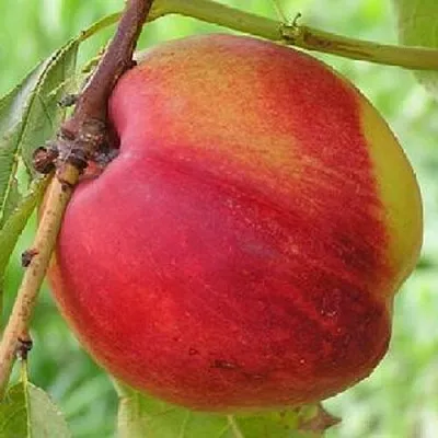 Нектарин СТАРК РЕД ГОЛД  Нектарин СТАРК РЕД ГОЛД в Улан-Удэ