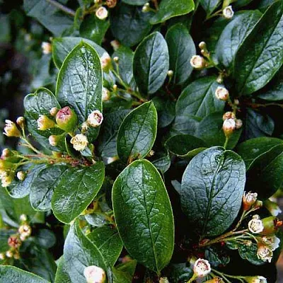 Кизильник  Кизильник в Улан-Удэ