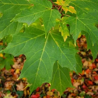 Клен сахарный  Клен сахарный в Улан-Удэ