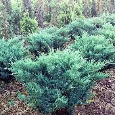 Можжевельник БЛЮ ДАНУБ казацкий  Можжевельник БЛЮ ДАНУБ казацкий в Улан-Удэ