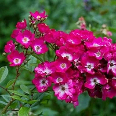 Саженцы роз МАРДЖОРИ ФЕЙР полиантовая  Саженцы роз МАРДЖОРИ ФЕЙР полиантовая в Улан-Удэ