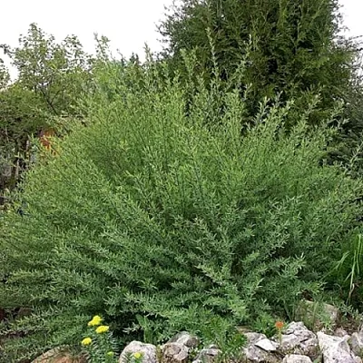 Ива НАНА  пурпурная   Ива НАНА  пурпурная  в Улан-Удэ