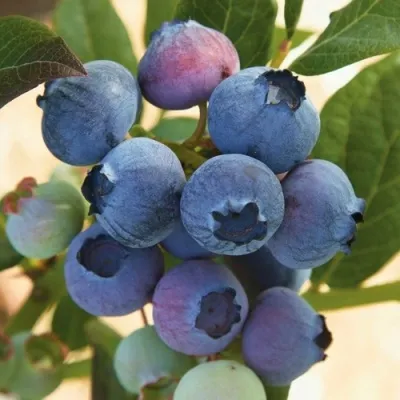 Голубика ОСОРНО — описание сорта Голубика ОСОРНО в Улан-Удэ