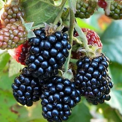 Ежевика ОУАЧИТА бесшипная — описание сорта Ежевика ОУАЧИТА бесшипная в Улан-Удэ