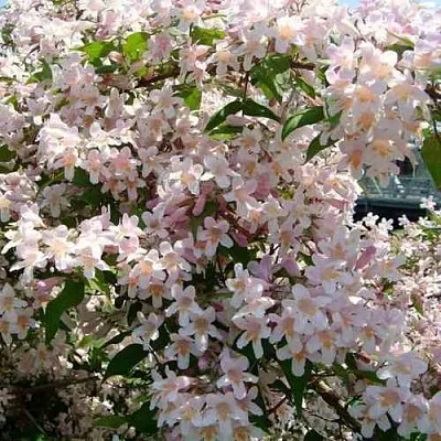 Кольквиция  Кольквиция в Улан-Удэ