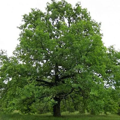 Дуб черешчатый  в Улан-Удэ