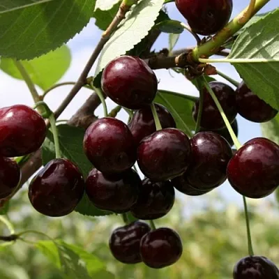 Вишня СВЕРДЛОВЧАНКА степная в Улан-Удэ