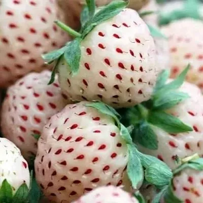 Клубника АНАНАСА ремонтантная  Клубника АНАНАСА ремонтантная в Улан-Удэ