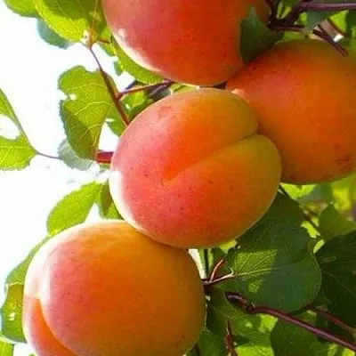 Абрикос КРЫМСКИЙ АМУР  Абрикос КРЫМСКИЙ АМУР в Улан-Удэ