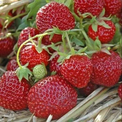 Клубника ЗЕНГА-ЗЕНГАНА  Клубника ЗЕНГА-ЗЕНГАНА в Улан-Удэ