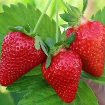 Клубника КЛОДИЯ  Клубника КЛОДИЯ в Улан-Удэ