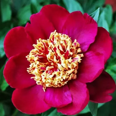 Пион НИППОН БЬЮТИ травянистый — описание сорта Пион НИППОН БЬЮТИ травянистый в Улан-Удэ